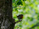Robin - Rudzik